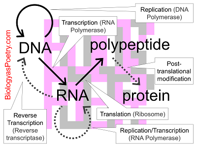 Central Dogma