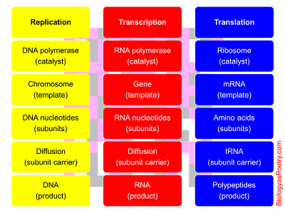 Central Dogma