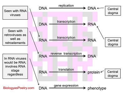 Biology Figures - Biology As Poetry