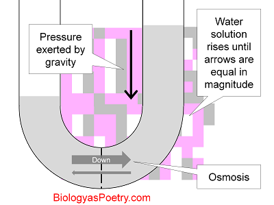 osmotic pressure osmosis water gradient biology figure