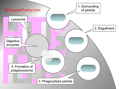 phagocytosis process diagram