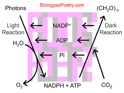 Photosynthesis