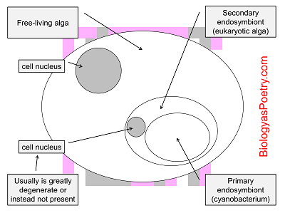 secondary endosymbiosis mixotrophic