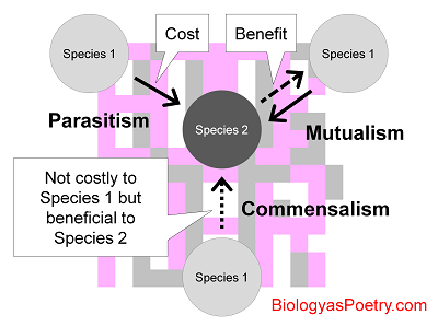 what is symbiosis easy definition
