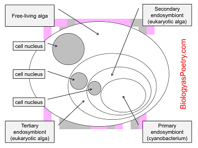 secondary endosymbiosis mixotrophic