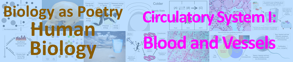 Circulatory system