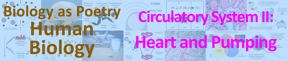 Circulatory system