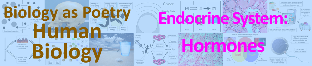 Endocrine system