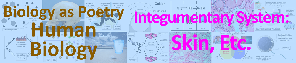 Integumentary system