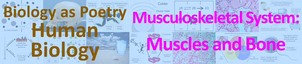 Musculoskeletal system