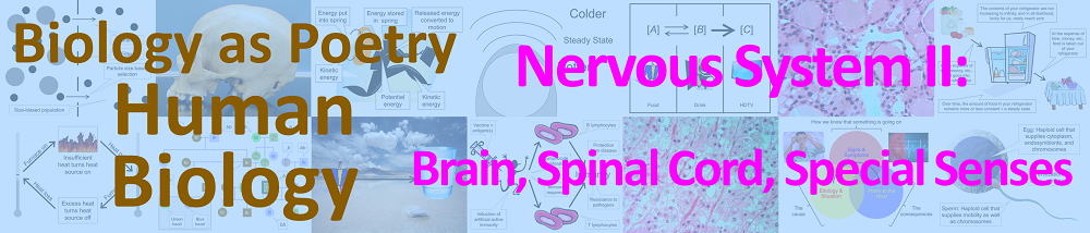 Nervous system