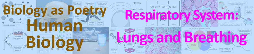 Respiratory system