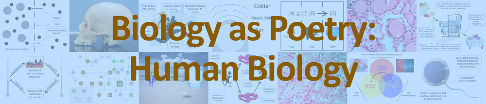 Biology as Poetry: Human Biology