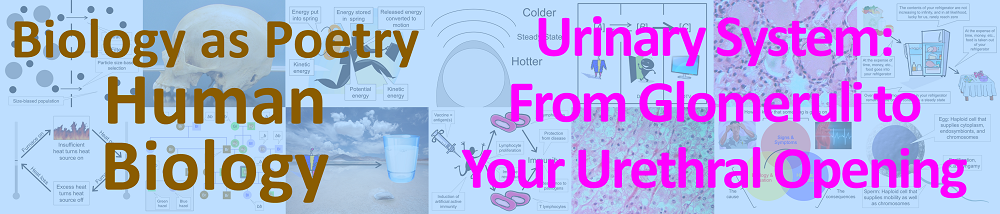 Urinary system