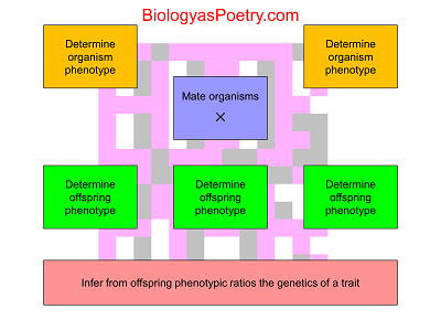 Mendelian Genetics