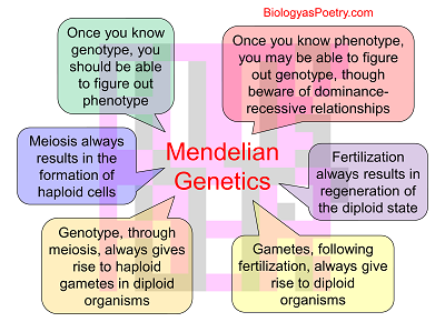 Mendelian Genetics