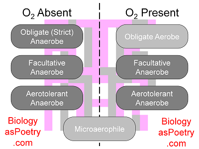 Anaerobe