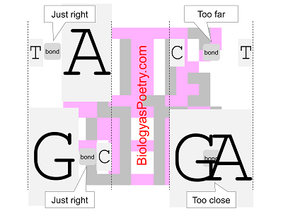 Base Pairing