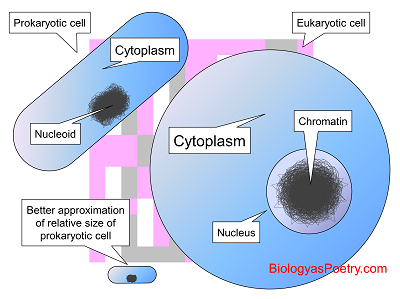 Cell