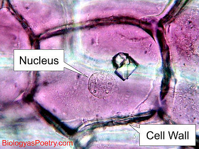 Cell Nucleus