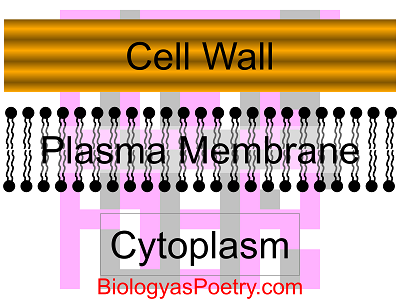 Cell Wall