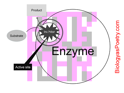  Competitive inhibition of an enzyme