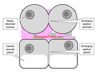 Cytokinesis