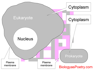 Cytoplasm