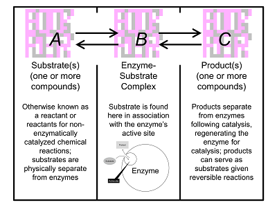 Enzyme-Substrate Complex