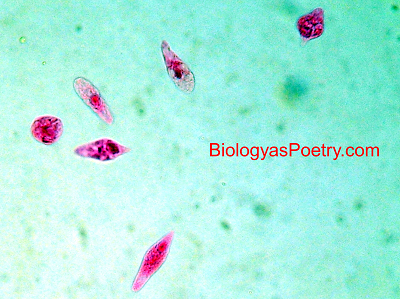 Euglena