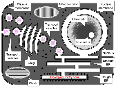 Eukaryotic cell