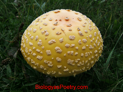 Fleshy Fungus
