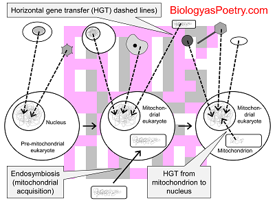 Horizontal Gene Transfer