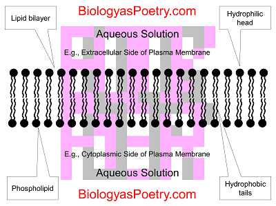 lipid bilayer definition