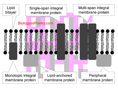 Membrane protein