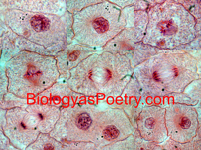 Mitosis - Biology As Poetry