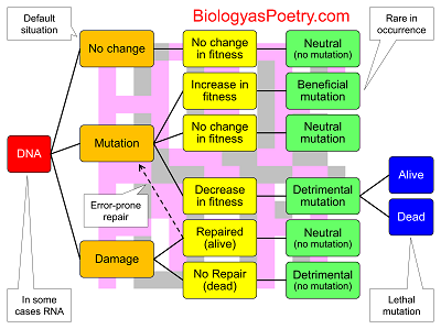 Mutation