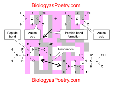 Peptide bond