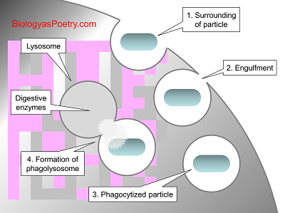 Phagocytosis