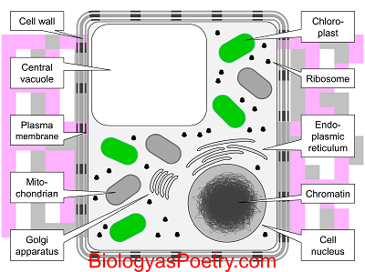 Plant cell