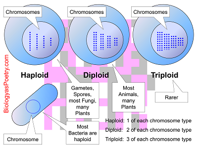 Ploidy