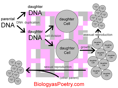 Replication