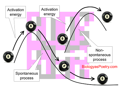 Spontaneous Process - Biology As Poetry