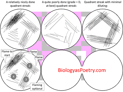 Instructions for performing a quadrant streak